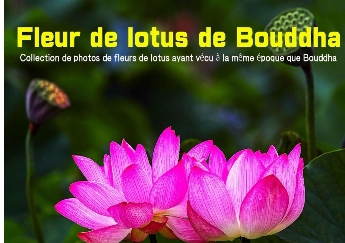 Collection de photos de fleurs de lotus ayant vécu à la même époque que Bouddha: J'ai photographié un lotus ancien qui fleurit depuis plus de 2000 ans du point de vue de Bouddha. book