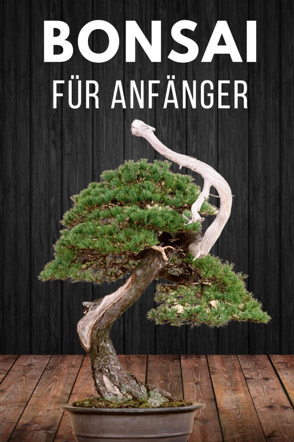 Bonsai für Anfänger: Das Wichtigste zur Bonsai-Pflege Home & Household