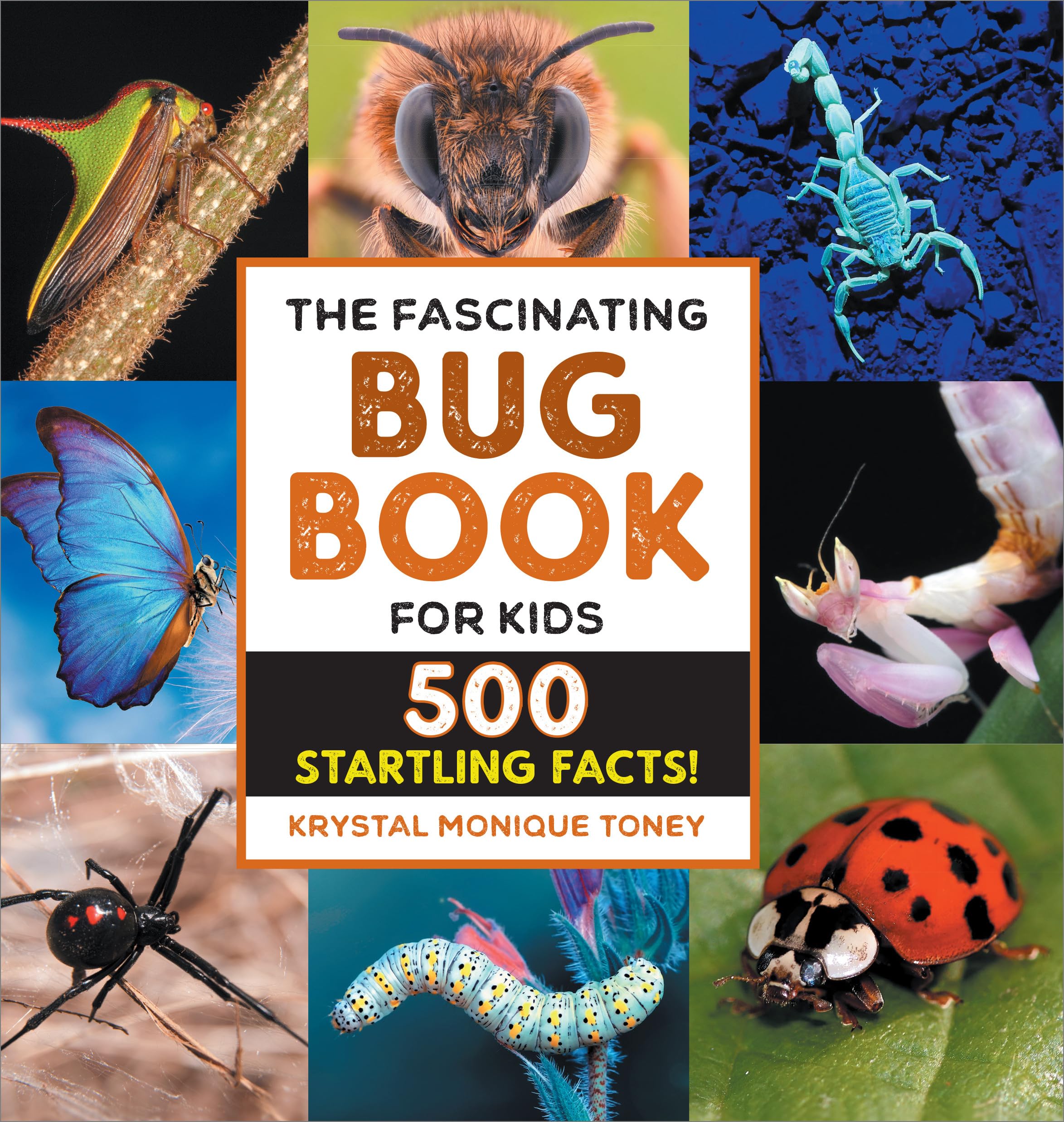 The Fascinating Bug Book for Kids Non-fiction